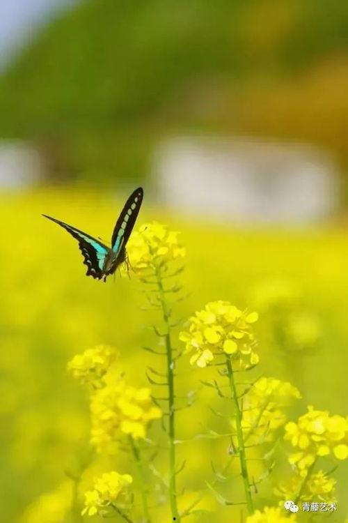 三千相思无尽处,无尽情感之旅 第2张 三千相思无尽处,无尽情感之旅 第2张